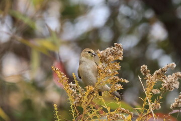 An American Goldfinch (Spinus tristis) feeding among goldenrod seed heads during autumn in Toronto, Canada. The scene captures late-season foraging behavior in native meadow habitat.