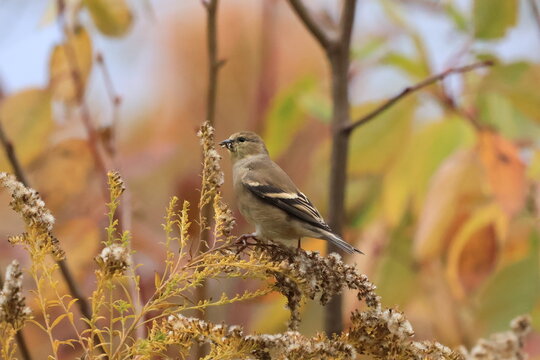 Nonbreeding American Goldfinch (Spinus tristis) perched among goldenrod seed heads in autumn foliage, Toronto, Canada. The bird feeds on dried seeds, a key food source during migration.