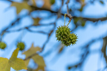 Single sweetgum pod hangs from a slender stem. Blue sky and soft branches give airy space.