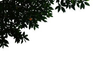 Close-up of a branch with beautiful leaves growing in nature, taken in natural light with low light from behind, isolated on transparent background png file.