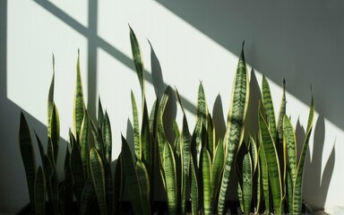 Sunlight and shadows create dramatic patterns on wall behind green snake plant leaves