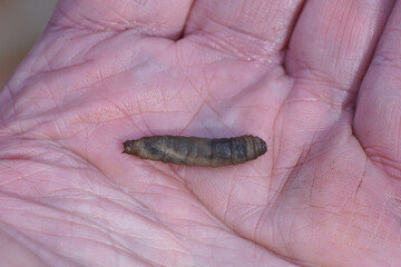 Leatherjacket, leather jacket. Larva of a tipula. Crane flies (Tipulidae) larva in de hand. Autumn, November, Netherlands. 