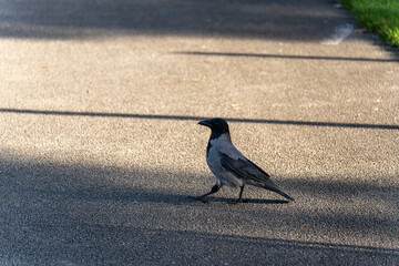 Naklejka premium A hooded crow Corvus cornix strides across sunlit pavement. Its grey body and black head stand out against the soft shadows.