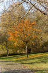 Park path curves past a small tree glowing orange among bare branches. Gentle sunlight and scattered leaves create a calm autumn scene.