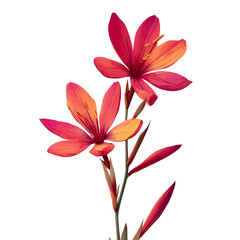 A vibrant schizostylis flower illustration, My Simple flat 2D icon isolated on a white background, flat design, EPS format, vector, flat design, animation design, flat 2D icon, minimalist design. 