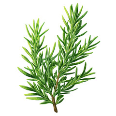 A vibrant rosemary herb branch, My Simple flat 2D icon isolated on a white background, flat design, EPS format, vector, flat design, animation design, flat 2D icon, minimalist design. 