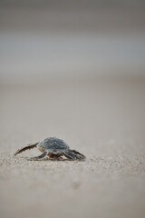 Baby turtle on the beach