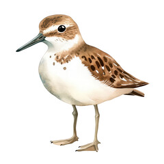 Obraz premium A beautifully illustrated shorebird standing on slender legs. its speckled brown and white plumage. with a soft focus background that highlights its natural habitat and serene environment
