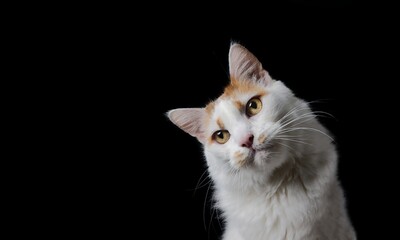 Portrait of funny cat looking curious away, isolated on black background. Panoramic image with copy space. 