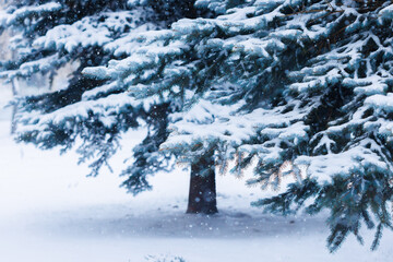 Whimsical snowflakes dance around vibrant blue spruce branches heavy with fresh snow, radiating a cozy, Christmas-ready charm. 