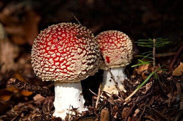 Młode muchomory © karoleq