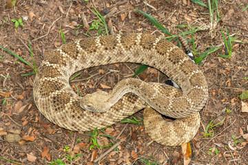 A beautiful western diamondback rattlesnake (Crotalus atrox), also known as a Texas diamond-back rattlesnake, adobe snake, and buzz tail. A highly venomous snake native to North America
