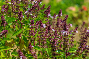 Obraz premium Thai basil is recognizable by its purple stems and flower spikes, as well as its anise and licorice-like aroma.