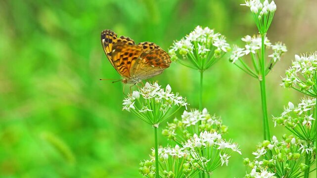 Silver-washed Fritillary (Argynnis paphia) nectaring on a Oriental garlic chive flower