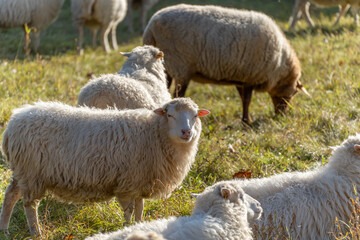 Fototapeta premium A young sheep squints in the sun while others rest nearby. A brown ewe grazes behind.
