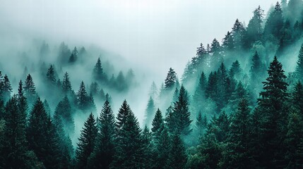Mystical forest shrouded in a dense, ethereal fog, creating a serene atmosphere.