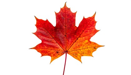 Vibrant Red Maple Leaf Isolated on White Background.