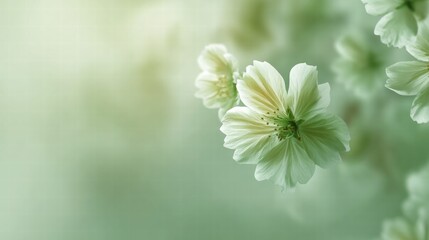 Close-up of delicate white flowers with soft green hues in a dreamy composition.