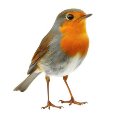 A robin perched gracefully. its striking orange and gray feathers. set against a clean white background. perfect for nature-themed projects or educational materials