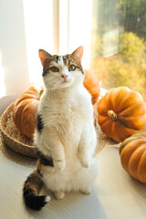 Autumn photo with a cat on the windowsill.
