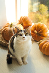 Autumn photo with a cat on the windowsill.
