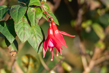A red fuchsia flower hangs beside glossy leaves. Pink inner petals glow in sunlight.