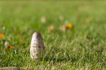 A young shaggy ink cap stands upright in the lawn. Soft bokeh fills the background.
