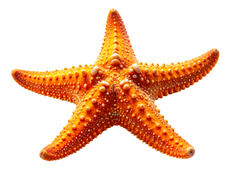 Bright Orange Starfish on Natural Sand Surface