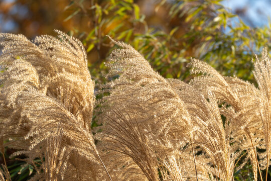 Golden ornamental grass plumes sway in sunlight. Soft autumn foliage glows behind. - Powered by Adobe