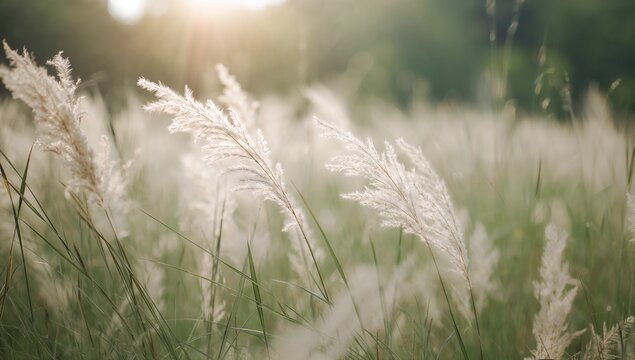 Golden hour sunlight illuminates a tranquil field of tall grass - Powered by Adobe