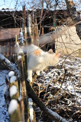 Winter photo with a cat in nature.
