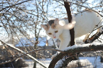 Winter photo with a cat in nature.
