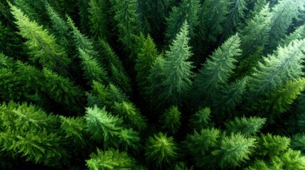 This image captures a stunning aerial view of a dense coniferous forest full of vibrant green trees, showcasing the beauty and diversity of natural landscapes.