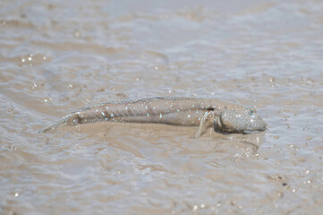 泥の中の珪藻を食べるムツゴロウ