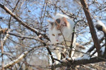 Winter photo with a cat in nature.
