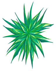 Floral mandala with long sharp light green tropical leaves. Fresh lush bush. Botanical illustration. Geometric pattern. Handmade graphic art. Isolated colorful plant. Slow life atmosphere.