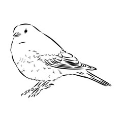 Obraz premium alpine accentor, bird, vector sketch
