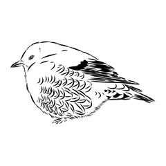 Obraz premium alpine accentor, bird, vector sketch