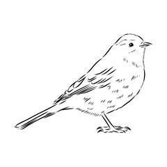 Obraz premium alpine accentor, bird, vector sketch