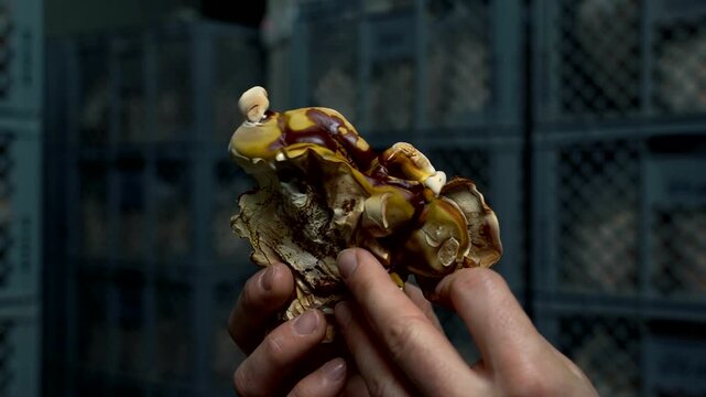 Male hand rotates reishi mushroom in front of cultivation box. Real-time horizontal video symbolizing natural health, nutrition, and wellness through traditional medicinal fungi