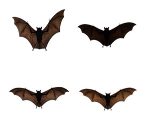 Fototapeta premium Bats in Flight: Beautiful Dark Creatures Gracefully Gliding at Night, Isolated on Transparent Background