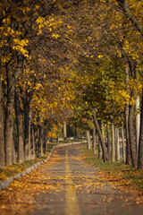 Alee frumoasă înconjurată de copaci în toamnă cu frunze colorate