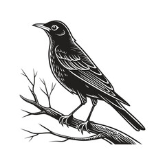 vector illustration of a bird