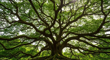 Massive ancient tree with sprawling branches and green leaves large tree