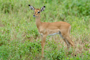 Impala