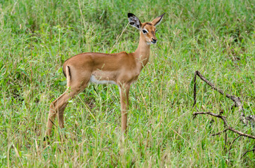 Impala