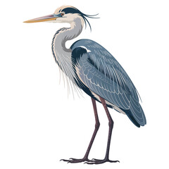 Obraz premium great blue heron