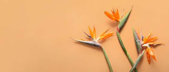 Beautiful Strelitzia Flowers Orange Background