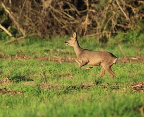 Le chevreuil debout sur ses pattes arri&egrave;res.