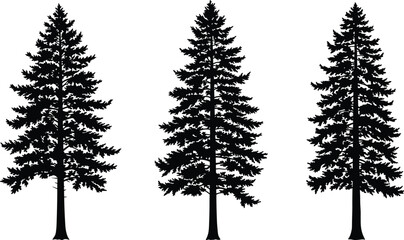 PrintPine tree silhouettes, tall evergreen forest illustration, black fir trees isolated on white background, nature vector art, woodland and outdoor design